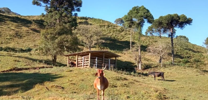 Sítio Maravilhoso, com 14 hectares e a 4km do centro de Rancho Queimado Rio das Antas – SC