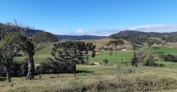 Sitio de 25 hectares no Mato Francês – Rancho Queimado – SC
