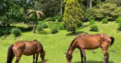 Charmoso Sítio com 14 hectares