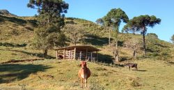 Sítio Maravilhoso, com 14 hectares e a 4km do centro de Rancho Queimado Rio das Antas – SC