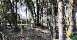 Terreno Rural de 3 Hectares com Casa, Galpão e Natureza Preservada – Queimada Grande, Rancho Queimado/SC