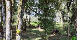 Terreno Rural de 3 Hectares com Casa, Galpão e Natureza Preservada – Queimada Grande, Rancho Queimado/SC
