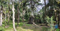 Terreno Rural de 3 Hectares com Casa, Galpão e Natureza Preservada – Queimada Grande, Rancho Queimado/SC