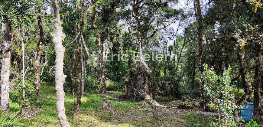 Terreno Rural de 3 Hectares com Casa, Galpão e Natureza Preservada – Queimada Grande, Rancho Queimado/SC