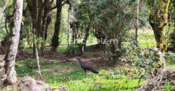 Terreno Rural de 3 Hectares com Casa, Galpão e Natureza Preservada – Queimada Grande, Rancho Queimado/SC