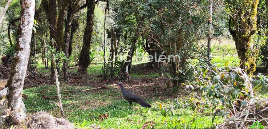 Terreno Rural de 3 Hectares com Casa, Galpão e Natureza Preservada – Queimada Grande, Rancho Queimado/SC