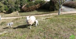 TERRENO DE 400m² NO CONDOMÍNIO PORTAL DA SERRA – RANCHO QUEIMADO/SC